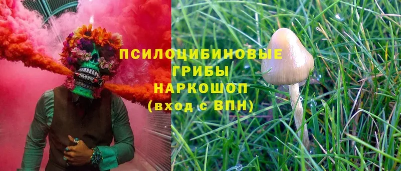 Псилоцибиновые грибы Psilocybe  Туймазы 